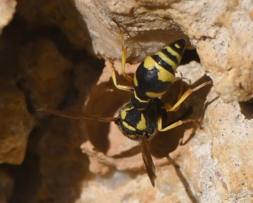 Eumenes sp.